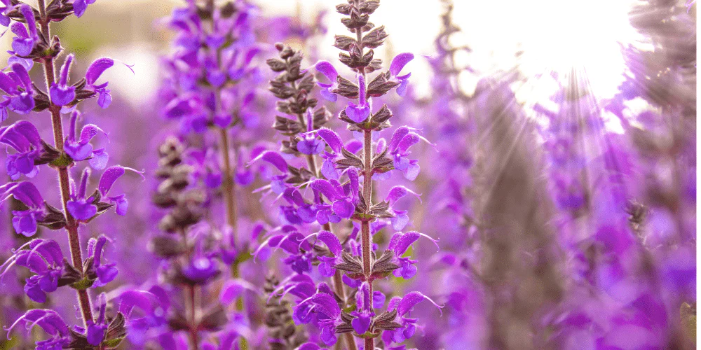 Cultivate Your Personal Oasis