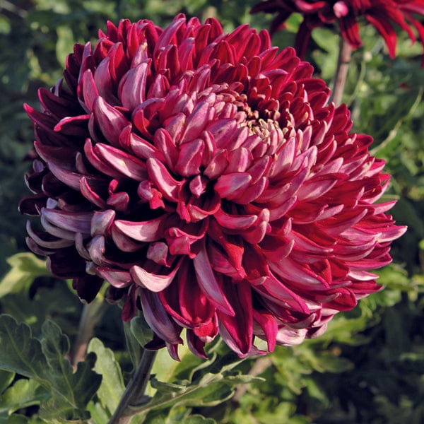 New Chrysanthemums